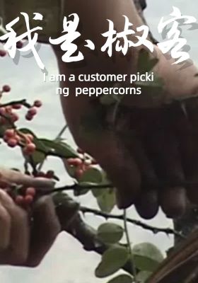 I am a worker picking Zanthoxylum bungeanum